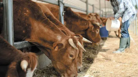 Hasta ahora sólo se conocen dos casos de contagio, pero las autoridades sanitarias se mantienen en alerta.

Para más información del tema, visita: https://www.eleconomista.com.mx/empresas/casos-gusano-barrenador-humanos-detectados-chiapas-oaxaca-20250511-757440.html 

¡Síguenos en nuestras redes sociales para mantenerte informado!

Twitter: https://twitter.com/eleconomista 
Facebook: https://www.facebook.com/ElEconomista.mx
Instagram: https://www.instagram.com/eleconomistamx
LinkedIn: https://www.linkedin.com/company/el-economista/

#ElEconomista #EETV