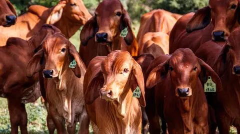 The cows in a green field on a sunny day