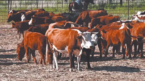 Descripción automática