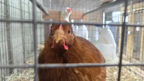 Colombia suspendió temporalmente la importación de productos avícolas de Brasil por un brote de gripe aviar, una medida para proteger a la avicultura del país y mantenerlo como territorio libre de esta enfermedad, informó el Instituto Agropecuario.

Para más información del tema, visita: https://www.eleconomista.com.mx/empresas/colombia-suspende-temporalmente-importaciones-aves-vivas-brasil-gripe-aviar-20250522-760256.html

¡Síguenos en nuestras redes sociales para mantenerte informado!

Twitter: https://twitter.com/eleconomista 
Facebook: https://www.facebook.com/ElEconomista.mx
Instagram: https://www.instagram.com/eleconomistamx
LinkedIn: https://www.linkedin.com/company/el-economista/

#ElEconomista #EETV