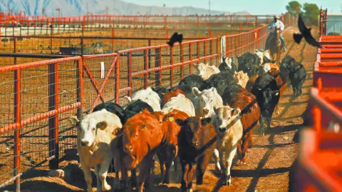 Estados Unidos podría reanudar las importaciones de ganado de México a finales de año, tras un freno debido a la propagación en ese país de la plaga del gusano barrenador del Nuevo Mundo, dijo este miércoles la jefa del Departamento de Agricultura estadounidense.

Para más información del tema, visita: https://www.eleconomista.com.mx/empresas/eu-reanudar-importaciones-ganado-mexicano-finales-ano-jefa-usda-20250528-761131.html

¡Síguenos en nuestras redes sociales para mantenerte informado!

Twitter: https://twitter.com/eleconomista 
Facebook: https://www.facebook.com/ElEconomista.mx
Instagram: https://www.instagram.com/eleconomistamx
LinkedIn: https://www.linkedin.com/company/el-economista/

#ElEconomista #EETV