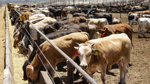 El Consejo Nacional Agropecuario destacó que durante las últimas semanas, autoridades sanitarias, gobiernos estatales, productores, engordadores y organismos del sector han trabajado de manera conjunta para contener la presencia del gusano barrenador del ganado en el sur-sureste del país.

Para más información del tema, visita: https://www.eleconomista.com.mx/empresas/dialogo-eu-mexico-traza-ruta-clara-reapertura-exportaciones-ganado-cna-20250528-761174.html

¡Síguenos en nuestras redes sociales para mantenerte informado!

Twitter: https://twitter.com/eleconomista 
Facebook: https://www.facebook.com/ElEconomista.mx
Instagram: https://www.instagram.com/eleconomistamx
LinkedIn: https://www.linkedin.com/company/el-economista/

#ElEconomista #EETV