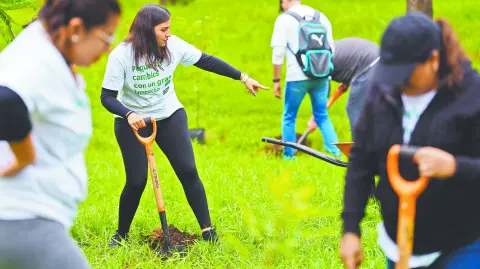 Colaboradores de IKEA participan en jornadas de limpieza en el Bosque de Aragón, impulsando el voluntariado corporativo mientras, en la tienda de Oceanía, la tecnología apoya la gestión sustentable con paneles solares y biodigestores.