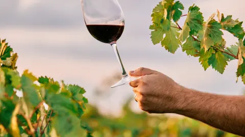 A vertical shot of a person holding a glass of wine in the vineyard under the sunlight