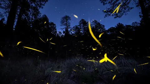 La magia de las luciérnagas se origina en una reacción química altamente eficiente.