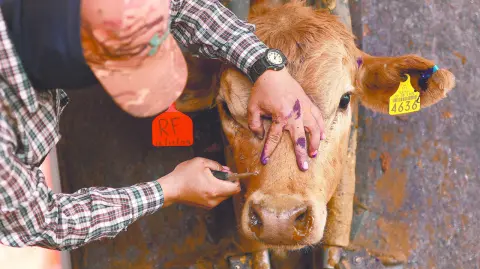 La secretaria de Agricultura estadounidense, Brooke Rollins, confirmó la apertura de los puertos fronterizos de estados unidos a importaciones de bovinos, bisontes y equinos desde el territorio mexicano.