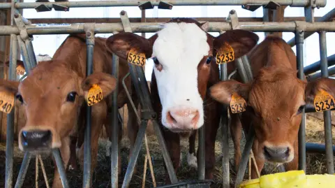 El Departamento de Agricultura de Estados Unidos explicó que el nuevo caso detectado de gusano barrenador en territorio mexicano "compromete gravemente el calendario de reapertura de cinco puertos del 7 de julio al 15 de septiembre”.

Para más información del tema, visita: https://www.eleconomista.com.mx/empresas/eu-vuelve-suspender-importaciones-ganado-mexicano-nuevo-caso-gusano-barrenador-20250709-767499.html

¡Síguenos en nuestras redes sociales para mantenerte informado!

Twitter: https://twitter.com/eleconomista 
Facebook: https://www.facebook.com/ElEconomista.mx
Instagram: https://www.instagram.com/eleconomistamx
LinkedIn: https://www.linkedin.com/company/el-economista/

#ElEconomista #EETV  #GusanoBarrenador