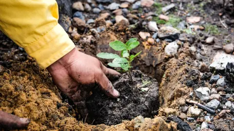 Reforestación de Bosque La Primavera.