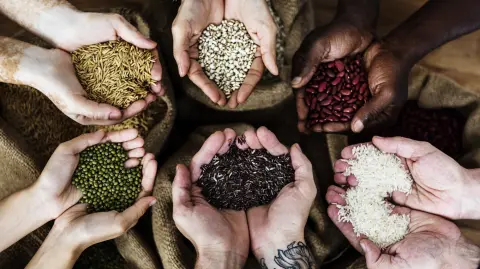 Hands holding grains and photoshooting