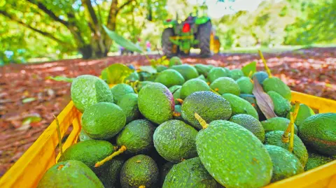 Descripción automática