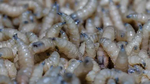 El Departamento de Agricultura de Estados Unidos (USDA) invertirá 750 millones de dólares para construir la planta en Edinburg, Texas, en la frontera con México.

Para más información del tema, visita: https://www.eleconomista.com.mx/empresas/estados-unidos-construira-planta-moscas-esteriles-combatir-gusano-barrenador-20250815-772903.html 

¡Síguenos en nuestras redes sociales para mantenerte informado!

Twitter: https://twitter.com/eleconomista 
Facebook: https://www.facebook.com/ElEconomista.mx
Instagram: https://www.instagram.com/eleconomistamx
LinkedIn: https://www.linkedin.com/company/el-economista/

#ElEconomista #EETV #GusanoBarrenador