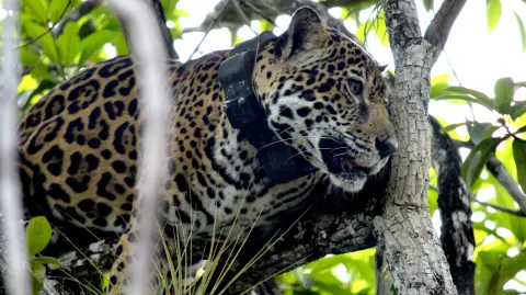 Jaguares en Calakmul. Foto: Reuters