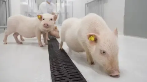 Minicerdos (minipigs) de Göttingen modificados genéticamente.