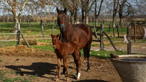 Caballos genéticamente modificados.