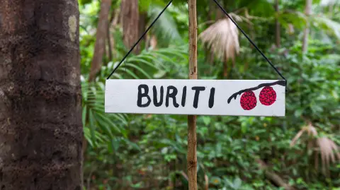 árbol de Buruti, endémico de la Amazonia de Brasil.