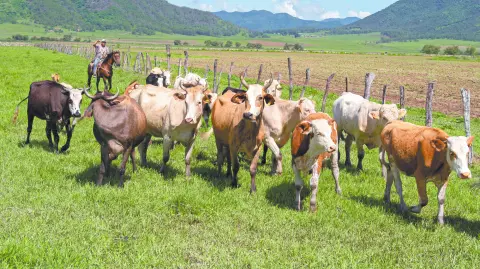 Descripción automática