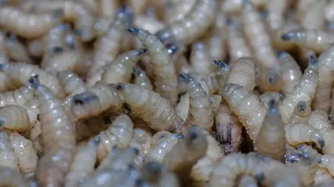 La propagación del gusano barrenador del ganado a medida que se acerca a la frontera con Estados Unidos ha provocado un enfrentamiento diplomático entre ambos socios comerciales.

Para más información del tema, visita: https://www.eleconomista.com.mx/empresas/mexico-registra-aumento-32-casos-gusano-barrenador-ganado-agosto-20251001-779575.html

¡Síguenos en nuestras redes sociales para mantenerte informado!

Twitter: https://twitter.com/eleconomista 
Facebook: https://www.facebook.com/ElEconomista.mx
Instagram: https://www.instagram.com/eleconomistamx
LinkedIn: https://www.linkedin.com/company/el-economista/

#ElEconomista #EETV