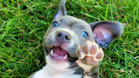 Tener una mascota requiere tiempo además de un presupuesto considerable, en función del tamaño, los cuidados que se le den, el alimento que se suministre y la clínica donde sea atendido, entre otras variables.