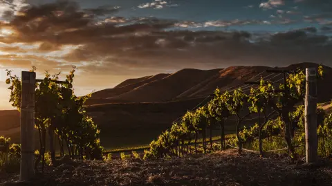 La Rioja y sus vinos