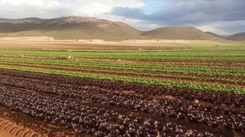 Diversas tecnologías han permitido producir, conservar y distribuir un flujo continuo de alimentos por casi todo el planeta.