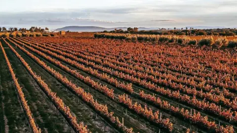 Campos de cultivo en Guanajuato.
