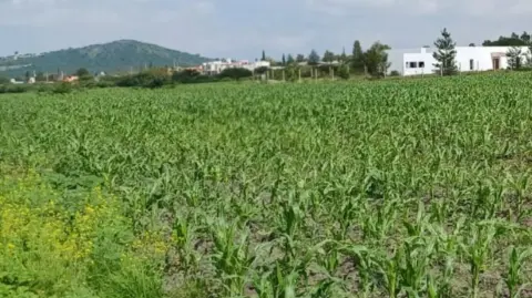 Campo en Querétaro.