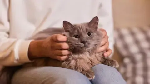 De acuerdo con una campaña difundida por la Policía de la Ciudad de México, estos actos provocan sufrimiento, dolor y pueden causar la muerte de los animales, además de constituir delitos castigados por la ley.

Para más información del tema, visita: https://www.eleconomista.com.mx/arteseideas/llaman-proteger-mascotas-riesgos-rituales-octubre-noviembre-20251025-783463.html

¡Síguenos en nuestras redes sociales para mantenerte informado!

Twitter: https://twitter.com/eleconomista 
Facebook: https://www.facebook.com/ElEconomista.mx
Instagram: https://www.instagram.com/eleconomistamx
LinkedIn: https://www.linkedin.com/company/el-economista/
T

#ElEconomista #EETV