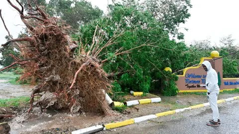 Un hombre mira un árbol caído en St. Catherine, Jamaica, poco antes de que el huracán Melissa tocara tierra el 28 de octubre de 2025.