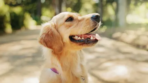 En el Senado se presentó una propuesta para reconocer en la LFT el derecho a permisos con goce de sueldo para que trabajadores que tienen animales de compañía puedan cuidarlos en caso de necesitar atención.

Para más información del tema, visita: https://www.eleconomista.com.mx/capital-humano/morena-impulsa-permisos-laborales-cuidar-mascotas-20251029-783955.html

¡Síguenos en nuestras redes sociales para mantenerte informado!

Twitter: https://twitter.com/eleconomista 
Facebook: https://www.facebook.com/ElEconomista.mx
Instagram: https://www.instagram.com/eleconomistamx
LinkedIn: https://www.linkedin.com/company/el-economista/

#ElEconomista #EETV