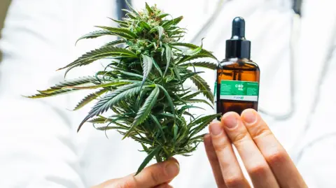 El uso medicinal del cannabis está regulado desde hace años.