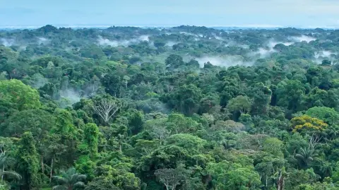 Selva amazónica en el Parque Nacional Yasuní, Ecuador.