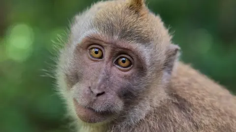 Retrato de un joven mono Cynomolgus.
