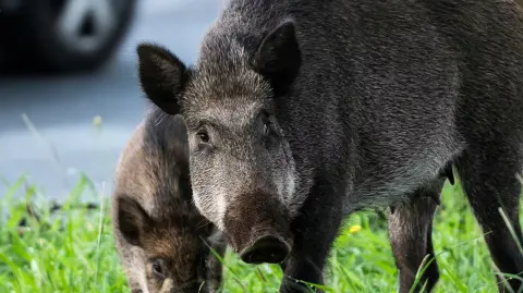 Una familia de jabalíes busca comida junto a una carretera. Davide Zanin Photography/Shutterstock