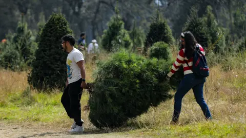 Árboles navideños ubicado en Amecameca, Estado de México.