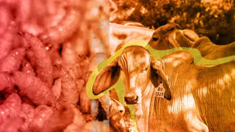 El presidente de la Confederación Nacional de Organizaciones Ganaderas (CNOG), Homero García de la Llata, expresó que al frenarse las exportaciones de ganado, es necesario comercializar el producto en territorio nacional, por lo que criticó la sobreimportación de carne que pone en riesgo a la producción nacional.

Para más información del tema, visita: https://www.eleconomista.com.mx/empresas/cnog-advierte-sobre-perdidas-700-millones-dolares-freno-exportacion-ganado-gusano-barrenador-20251210-790655.html

¡Síguenos en nuestras redes sociales para mantenerte informado!

Twitter: https://twitter.com/eleconomista 
Facebook: https://www.facebook.com/ElEconomista.mx
Instagram: https://www.instagram.com/eleconomistamx
LinkedIn: https://www.linkedin.com/company/el-economista/

#ElEconomista #EETV