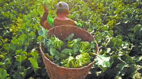 Descripción automática