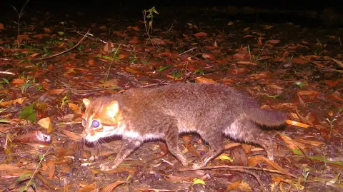 This handout picture taken with a camera trap and released on December 26, 2025, by Thailand's Department of National Parks, Wildlife and Plant Conservation (DNP) and Panthera Thailand shows a recently rediscovered flat-headed cat in southern Thailand's Princess Sirindhorn Wildlife Sanctuary. An elusive wild cat long feared extinct in Thailand has been rediscovered, nearly three decades after the last recorded sighting, conservation authorities said on December 26, 2025. (Photo by Handout / various sources / AFP) / RESTRICTED TO EDITORIAL USE - MANDATORY CREDIT "AFP PHOTO / THAILAND'S DEPARTMENT OF NATIONAL PARKS, WILDLIFE AND PLANT CONSERVATION (DNP) / PANTHERA THAILAND" - HANDOUT - NO MARKETING NO ADVERTISING CAMPAIGNS - DISTRIBUTED AS A SERVICE TO CLIENTS