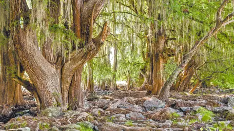 Descripción automática