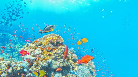 Texto alternativo automático