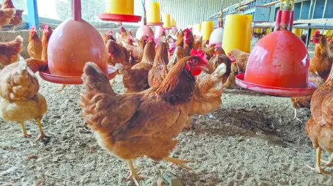 El bienestar animal se integra cada vez más a los marcos internacionales de sostenibilidad.