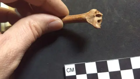 Investigación encaminada a reconstruir el paleoambiente del Valle de Tehuacán