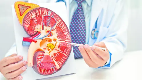 Día Mundial del Riñón