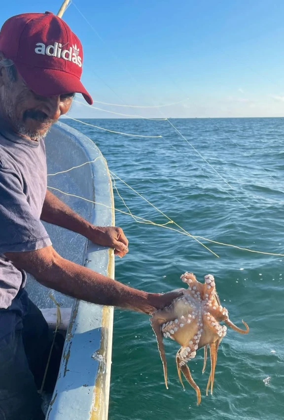 Su captura se realiza solo en pesca de día, con temporada del 1 de agosto al 15 de diciembre, y bajo estrictas certificaciones de cadena de frío que aseguran frescura y trazabilidad.