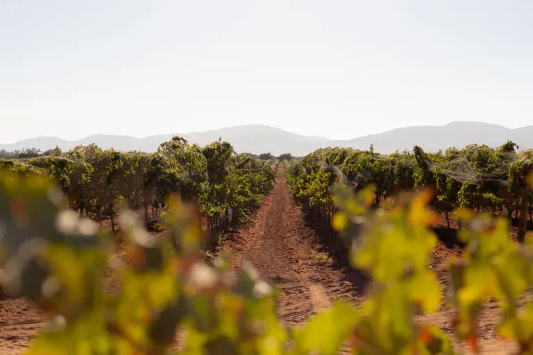 Viñedos de Monte Xanic.