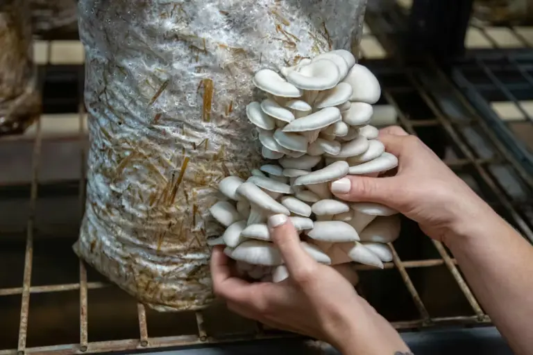 La agricultura vertical o los kits comerciales, permiten cultivar nuestros propios hongos en casa.
