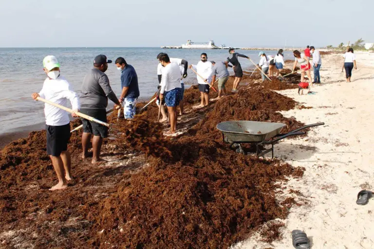 Sargazo en las playas.