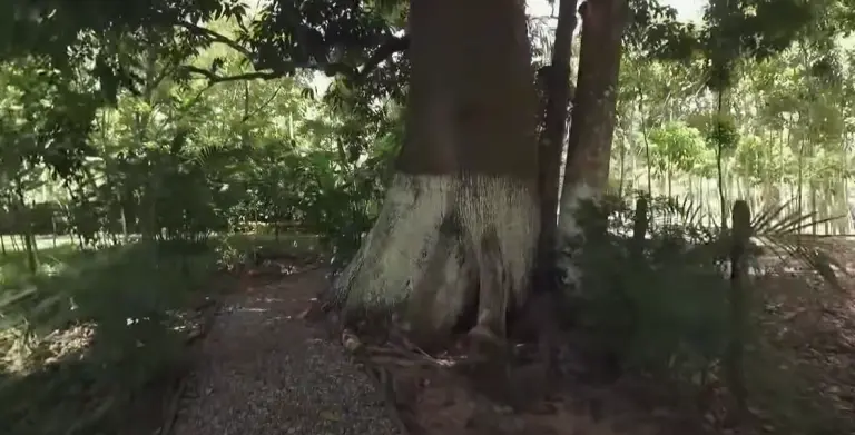 Imagen de la quinta "La Chingada", en Palenque, Chiapas.