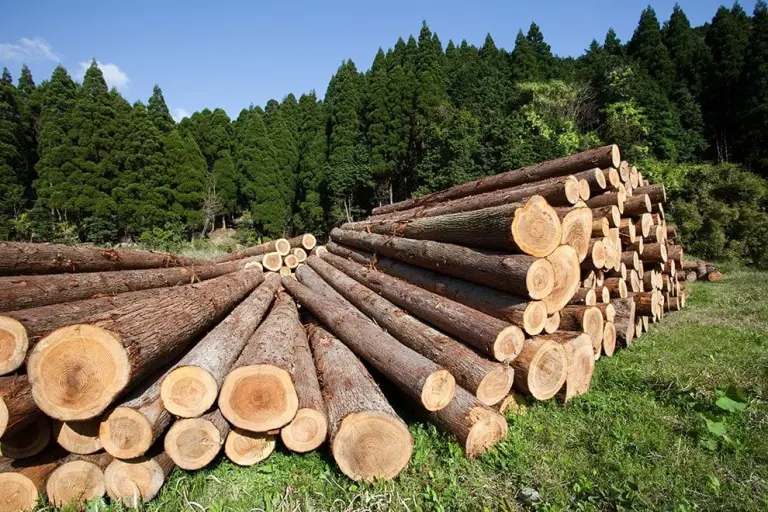 La tala y deforestación llevan hacia el cambio climático.