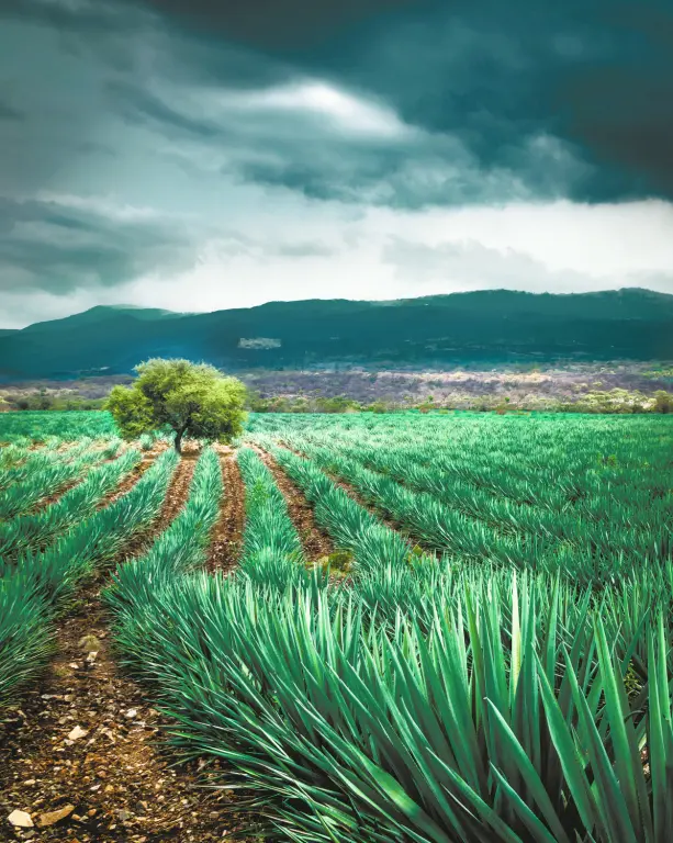 Agave Plantation
