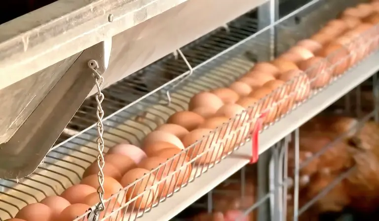 Huevos